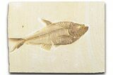 Detailed Fossil Fish (Diplomystus) - Wyoming #346946-1